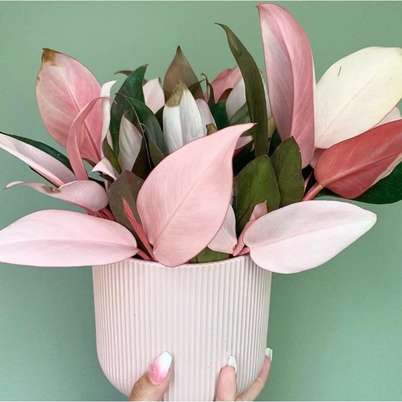 Philodendron Congo Pink Philo Pink Congo