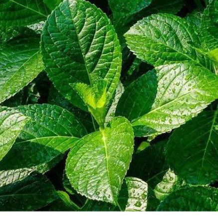 

DAUN KIJI BELING SEGAR