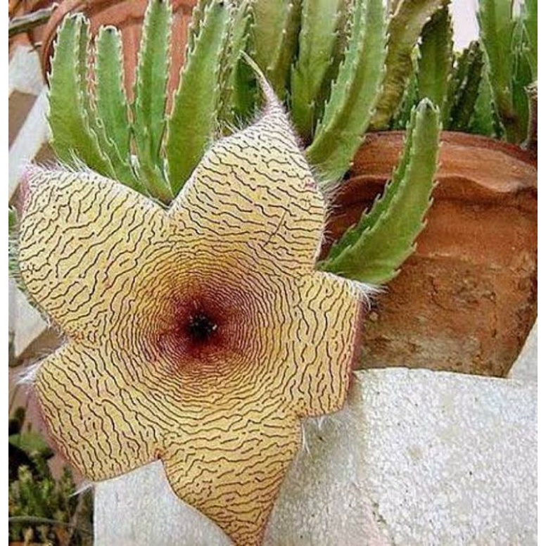 Stapelia gigantea