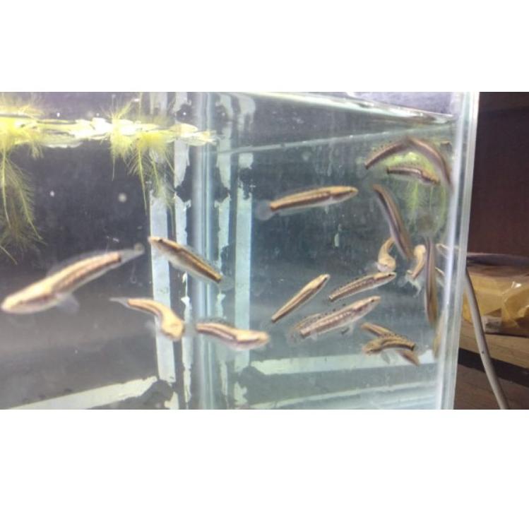 [KODE BARANG 321] Channa blue pulchra size 6-7cm grade A |free pelet premium blue