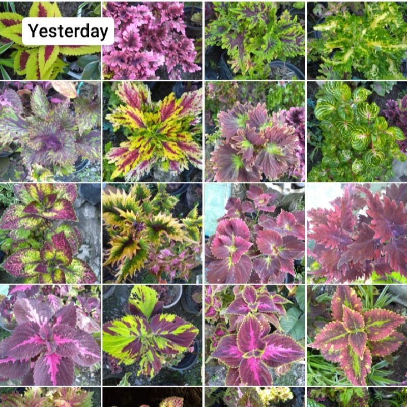 Tanaman Miana Corak Bagus dan Cantik / Bunga Coleus/Jawer/ Iler/ Miyana/ Miana Lokal Miana Premium M