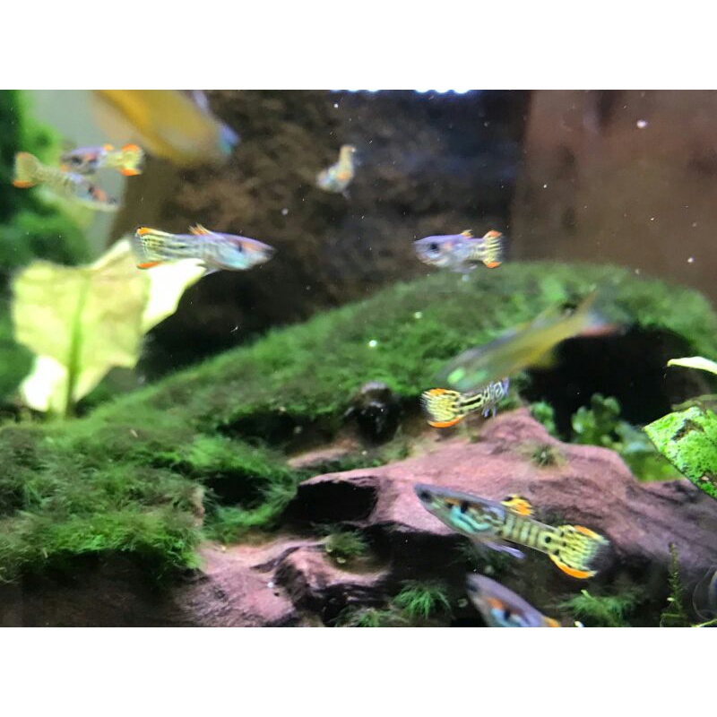 ikan hias guppy mini tiger endler