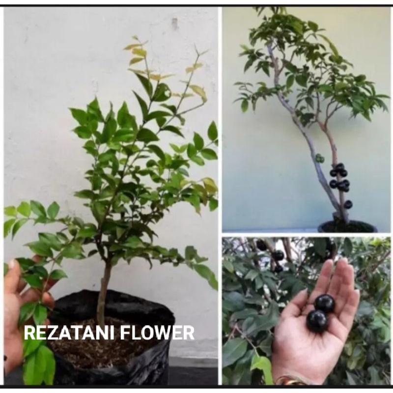 bibit tanaman buah anggur Brazil/pohon anggur Brazil/anggur Brazil