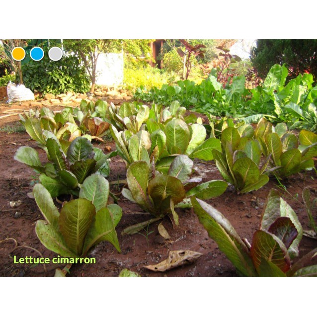 Benih-Bibit Selada Red Romaine Cimarron (Haira Seed)