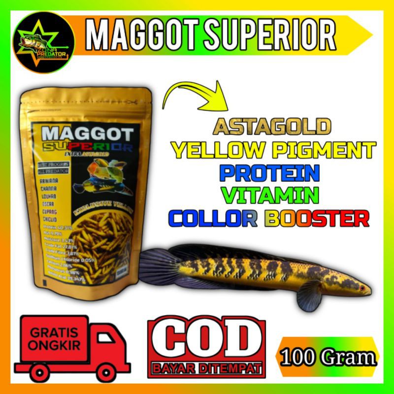 Pakan channa MAGGOT YELLOW SUPERIOR 100 Gram