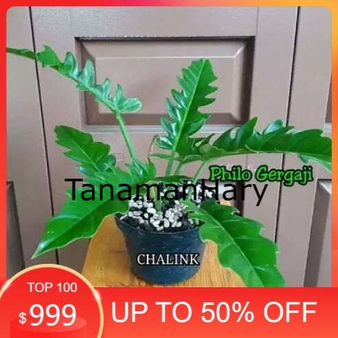 Tanaman Hias Philo Gergaji - Philodendron Gergaji - Monstera Gergaji - Tanaman Hias Hidup - Philo