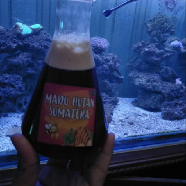 

Madu Hutan Sumatera
