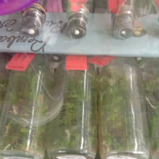 Tanaman bibit benih anggrek botolan sleeding anggrek vanda bulan dendro cattleya