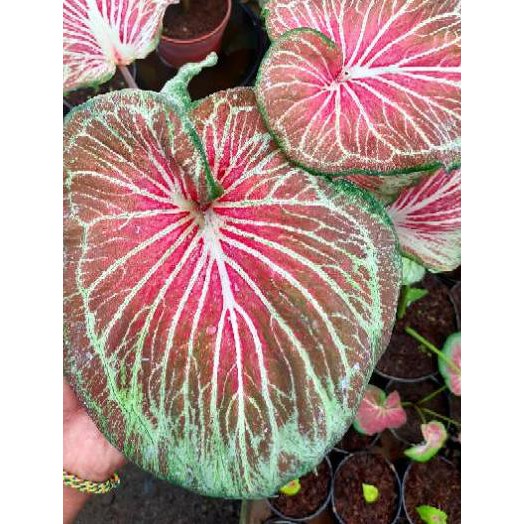 Paling Dicari Tanaman Hias Caladium Keladi Hias Flying Garuda Pink Shopee Indonesia