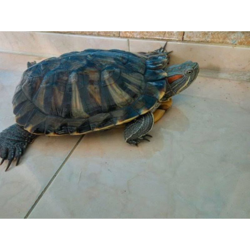 indukan kura kura brazil ada jantan dan betina