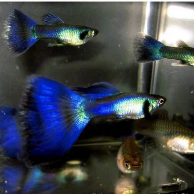 ikan guppy Blue Diamond Biru - ikan gepi - ikan gapi - ikan gupi