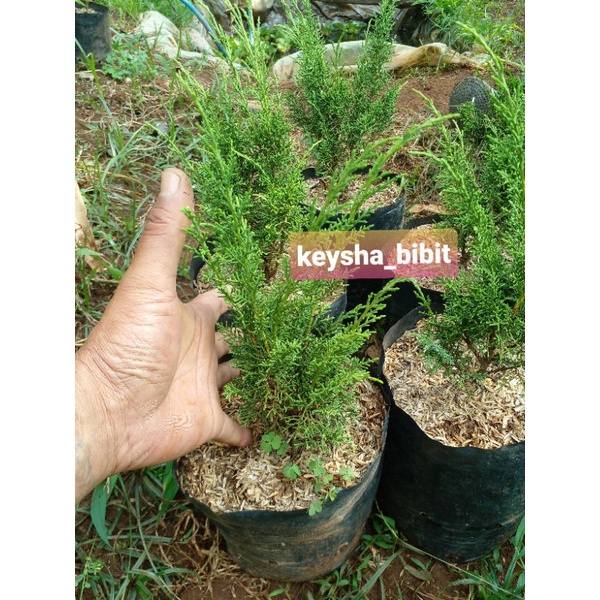 cemara sargenti jarum super rimbun