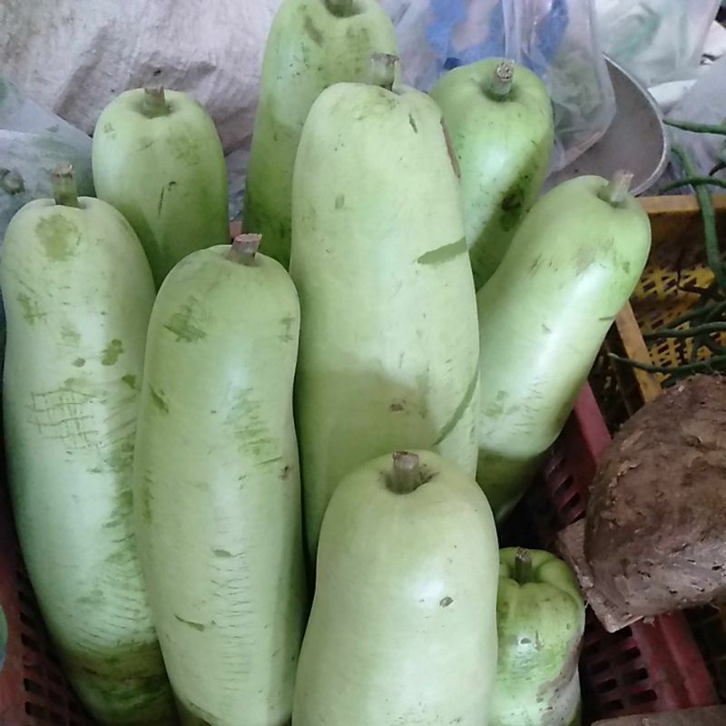 

Buah Blonceng 3 kilogram