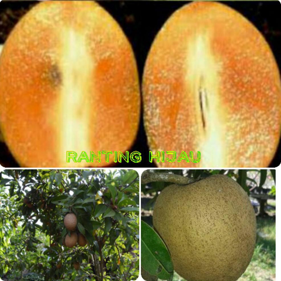 Jual Bibit Tanaman Buah Sawo Amerika Super Jumbo Atau Sawo Pan Meksiko $_$