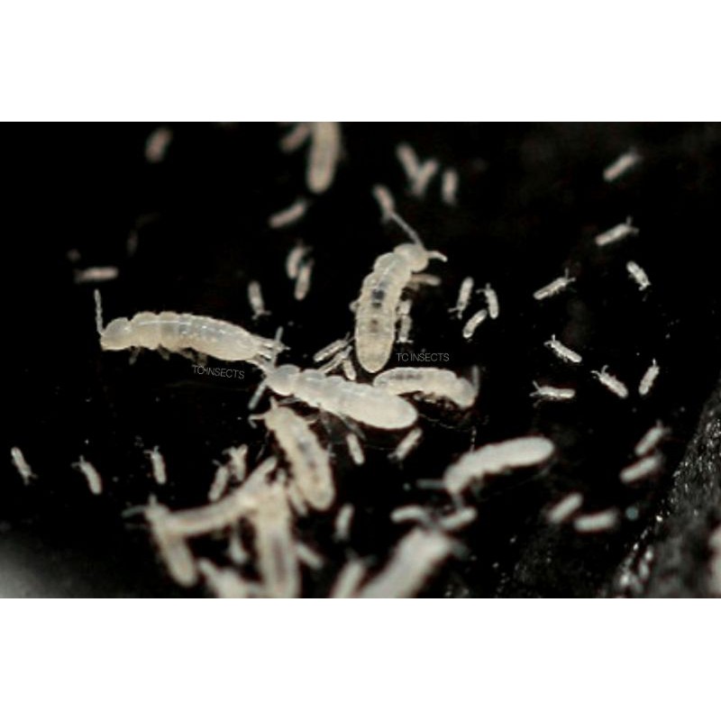 Springtails Colembolla Terrarium Vivarium