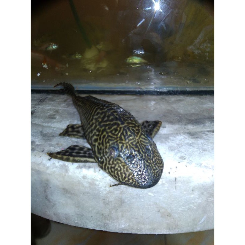 ikansapu sapu / ikan pembersih kaca