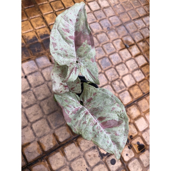 syngonium milk confetti trah kunzo japan lab ekonomisss