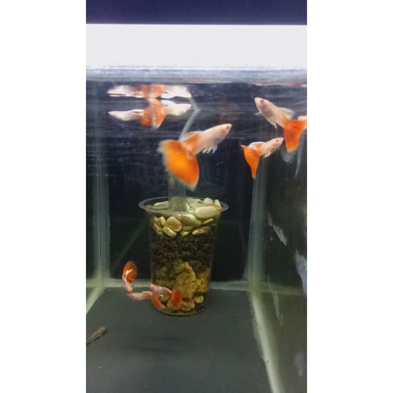 

ikan guppy albino red sky