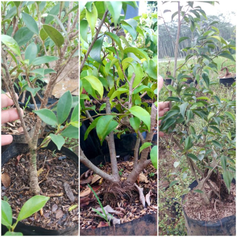 paket beringin fikus bahan bonsai beringin kemeng, beringin benjamin, beringin filipina