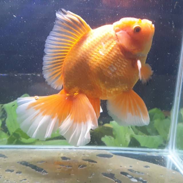 

Ikan mas koki oranda super jumbo