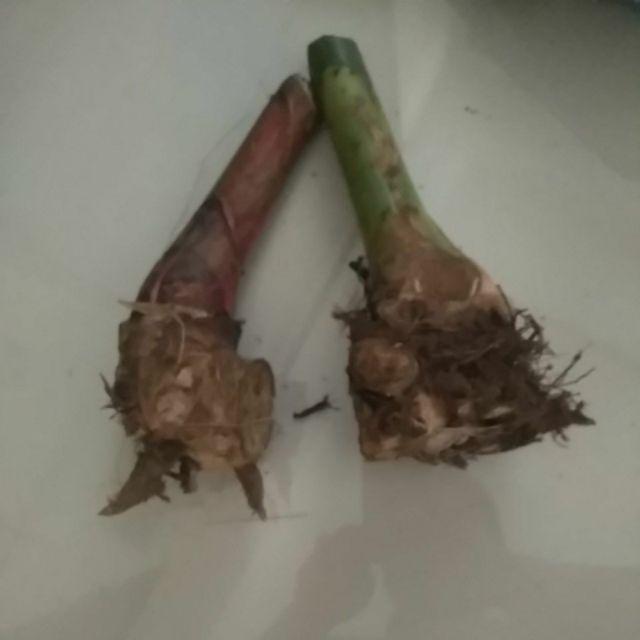 Manbar - Bibit Honje Merah Atau Honje Laka