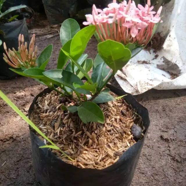 bunga Asoka pink - Asoka - bibit asoka - bibit tanaman hias - Asoka pink