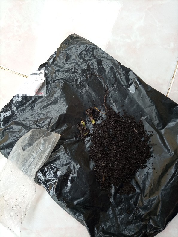 Jual Bonggol Janda Bolong Asli Bukan Tipu2-bonggol Monstera Janda Bolong