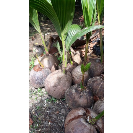 kelapa wulung hibrida