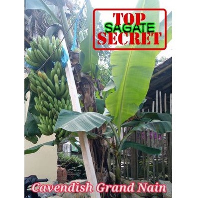 bibit dongkelan cavendish grand nain G9 grandnain cavendish GN