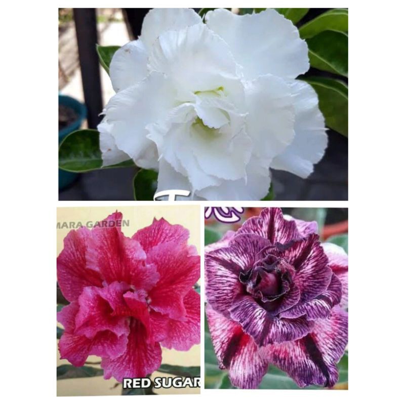 Adenium tumpuk/adenium jepang/paket 6 bunga