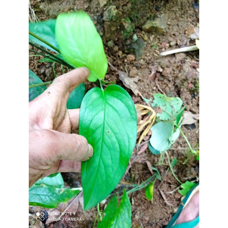 bibit monstera amydrium