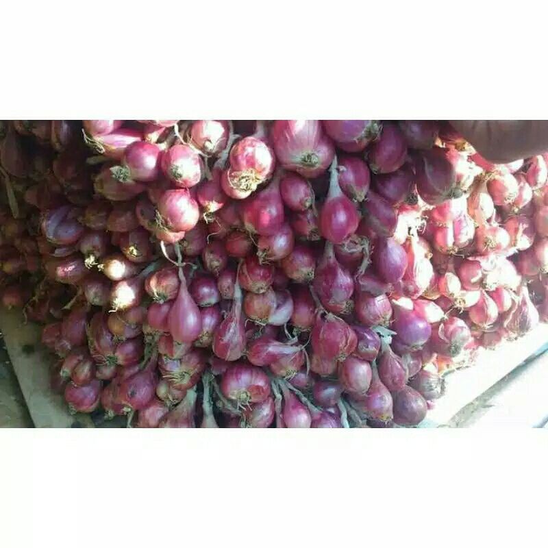 

bawang merah