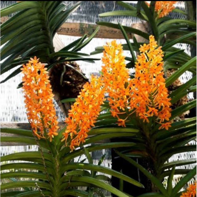 anggrek Vanda ascocentrum miniatum