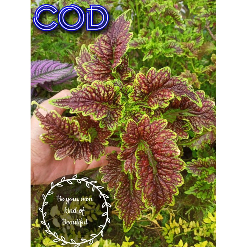 Bunga Miana Premium Langka Tanaman Hias Murah Miana Langka