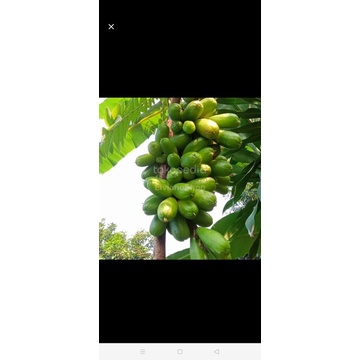 

belimbing wuluh belimbing sayur