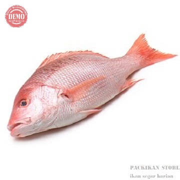 

IKAN KAKAP MERAH SEGAR DAN BER KUALITAS BERGARANSI