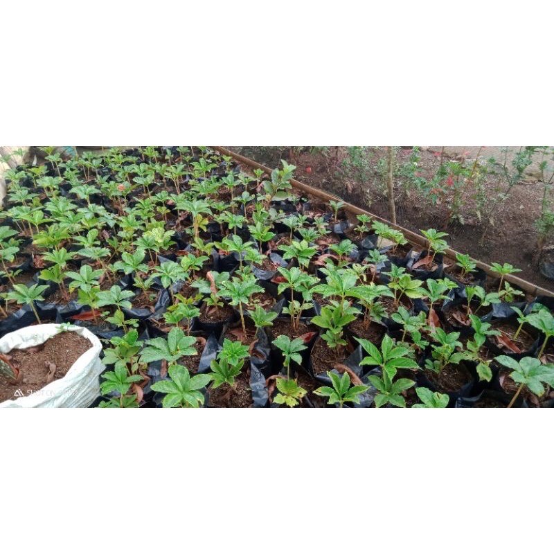 PORANG SIAP TANAM 100% PORANG ASLI