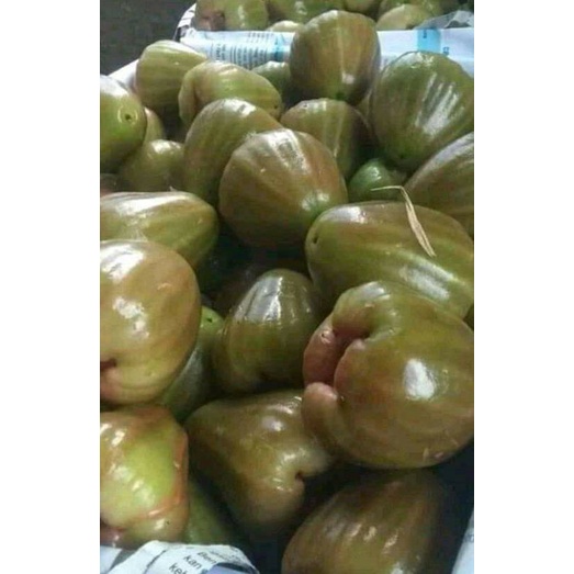 Buah jambu air cincalo hijau