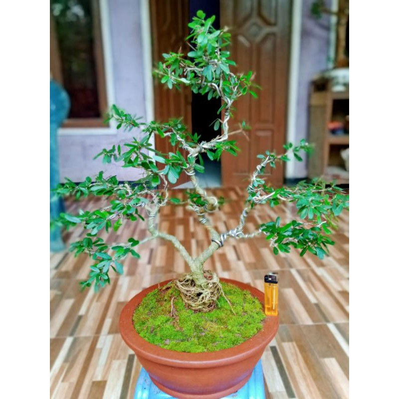 Bonsai saeng simbur vietnam uk small