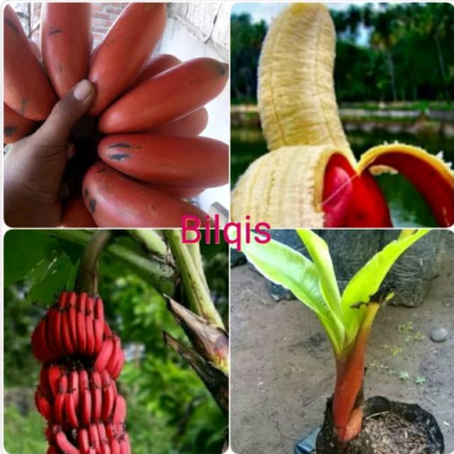 bibit buah pisang merah atau pisang kidang