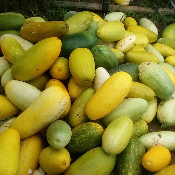 Bibit Benih Biji Buah Timun Suri - Bibit Tanaman Buah Timun Suri - Benih Pohon Buah Timun Suri - COD