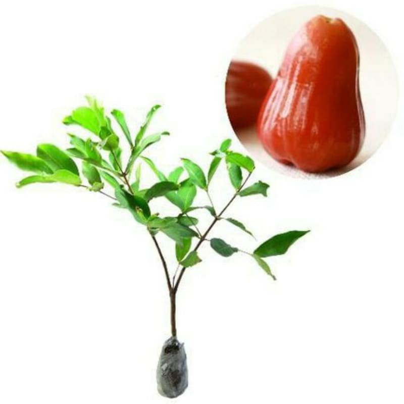 

Promo Murah Jambu air madu delli merah