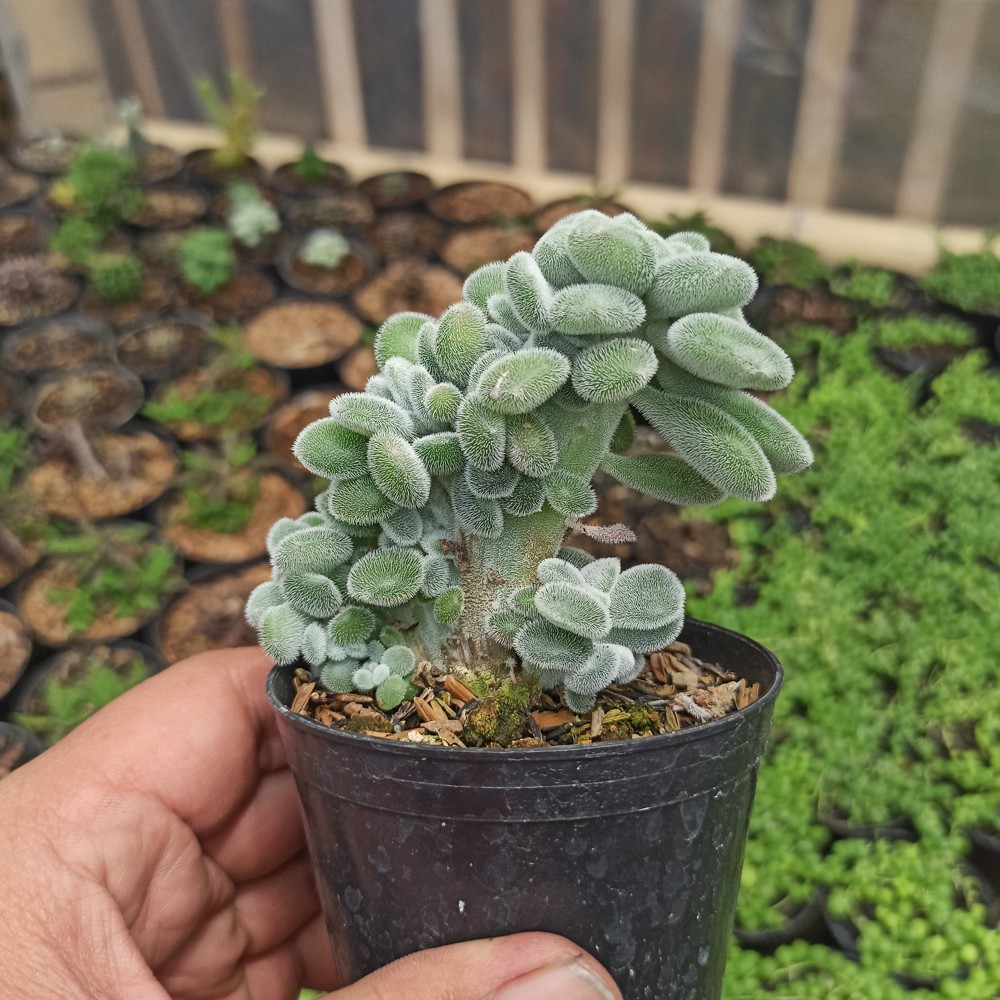 Kaktus Sukulen | 042. Echeveria Setosa Forma Cristata