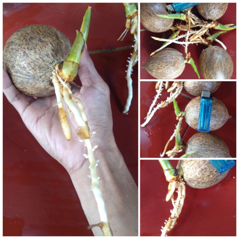 Bahan bonkla minion siap tanam4567