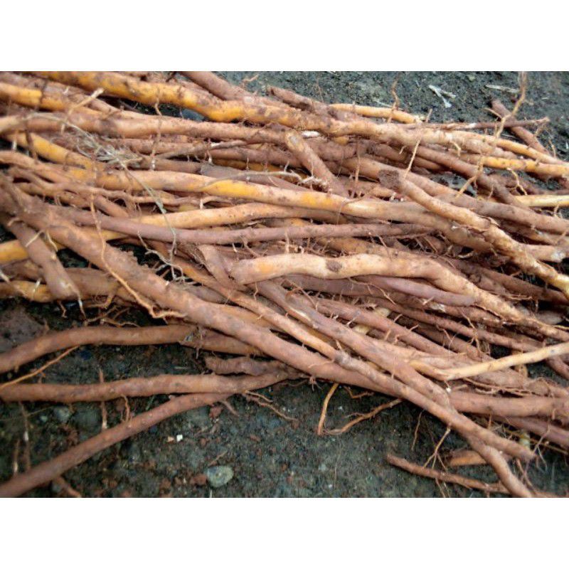 

Akar aren segar 1kg murah
