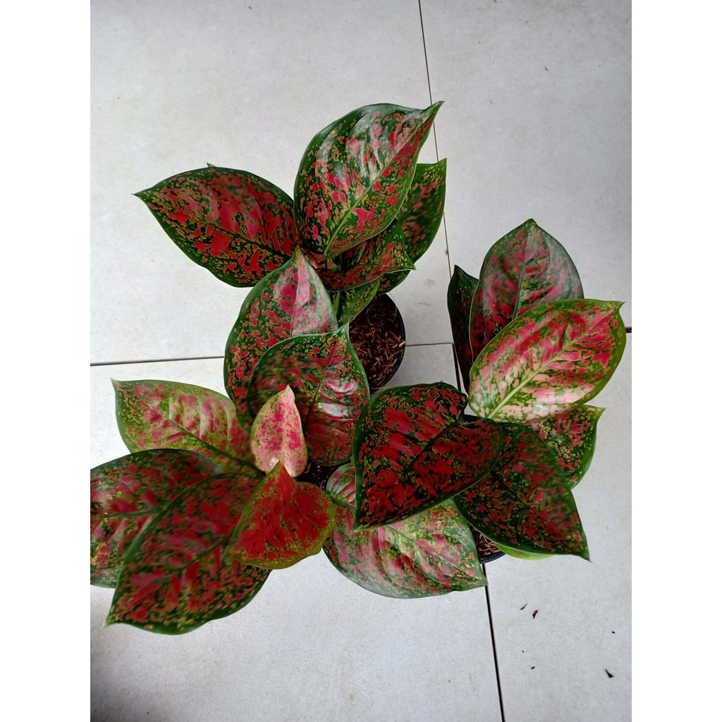 PROMO RED SPIDER BESAR - Tanaman Hias Aglaonema Aglonema