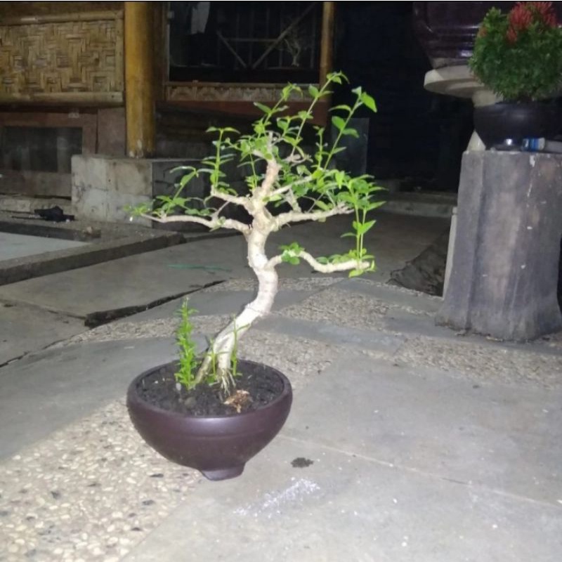Bonsai Anting Putri small
