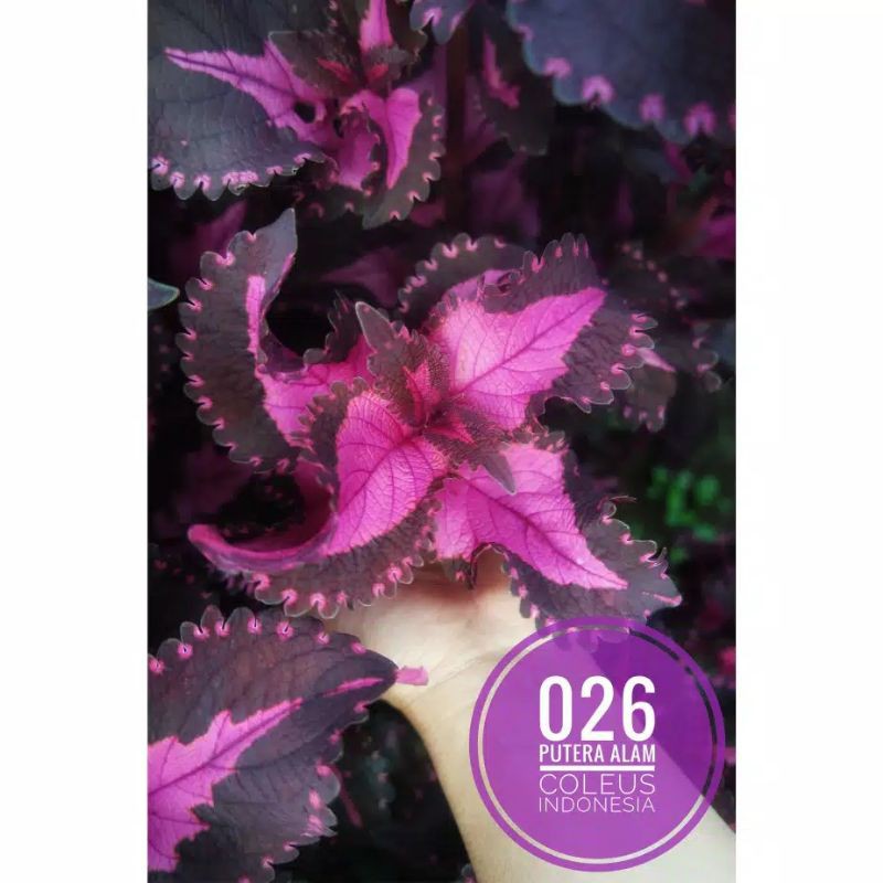 Tanaman hias Miana/coleus/iler/jawer kotok