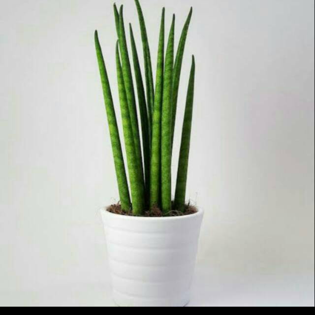 tanaman sansivera tombak