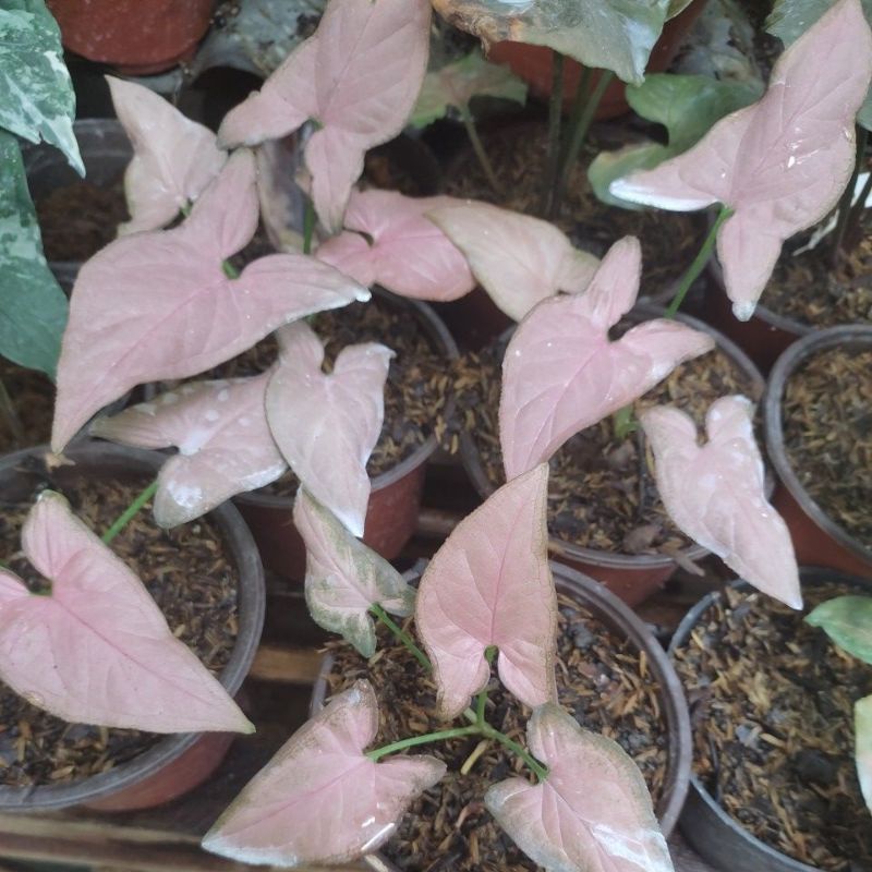 syngonium pink robusta